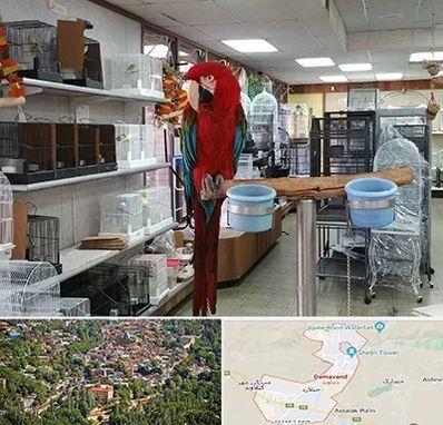 پرنده فروشی در دماوند