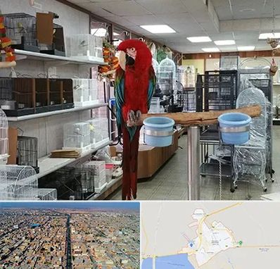 پرنده فروشی در بندر ماهشهر