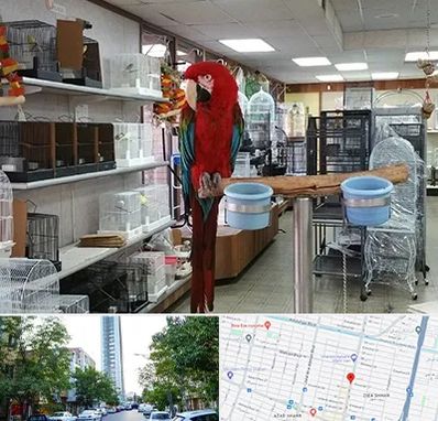 پرنده فروشی در امامت مشهد 