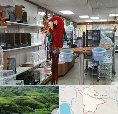 پرنده فروشی در گچساران