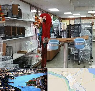 پرنده فروشی در خرمشهر
