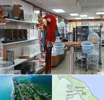 پرنده فروشی در رامسر