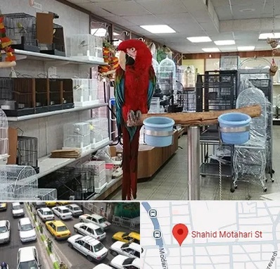 پرنده فروشی در مطهری تهران