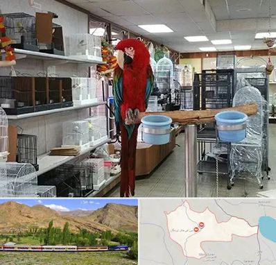 پرنده فروشی در خاش