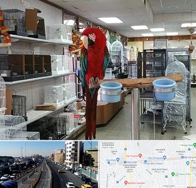 پرنده فروشی در پیروزی 