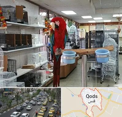 پرنده فروشی در شهر قدس