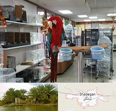 پرنده فروشی در شادگان