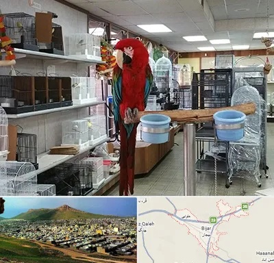 پرنده فروشی در بیجار