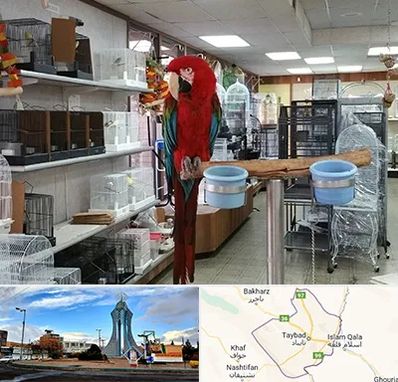 پرنده فروشی در تایباد