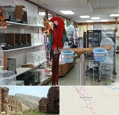 پرنده فروشی در مسجد سلیمان