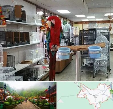 پرنده فروشی در فومن