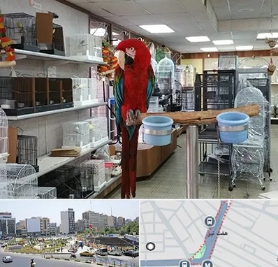 پرنده فروشی در هفت تیر