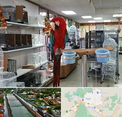 پرنده فروشی در مراغه