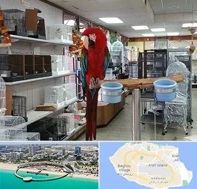 پرنده فروشی در کیش