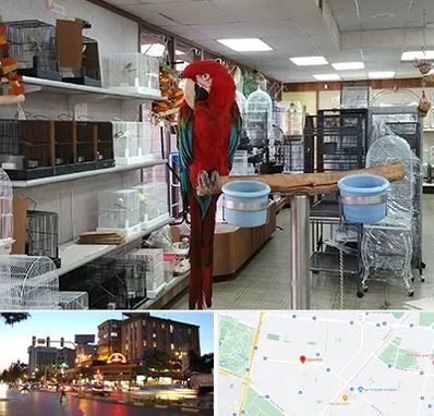 پرنده فروشی در بلوار سجاد مشهد 