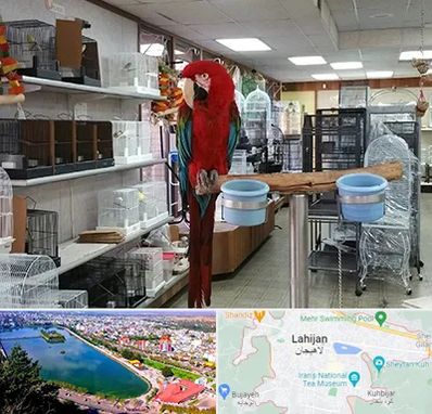 پرنده فروشی در لاهیجان
