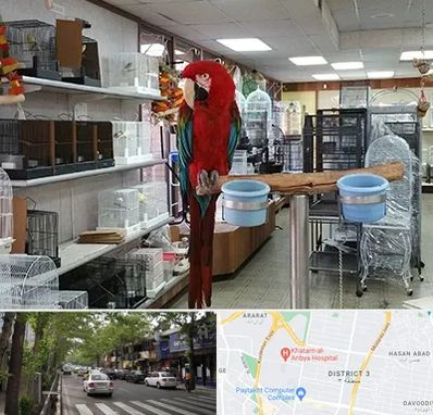 پرنده فروشی در ظفر 