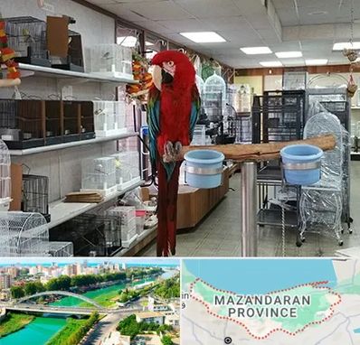 پرنده فروشی در مازندران
