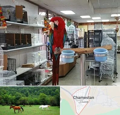 پرنده فروشی در چمستان