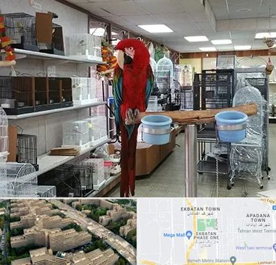 پرنده فروشی در اکباتان 