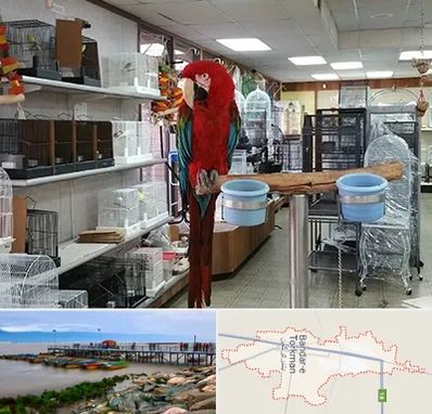 پرنده فروشی در بندر ترکمن