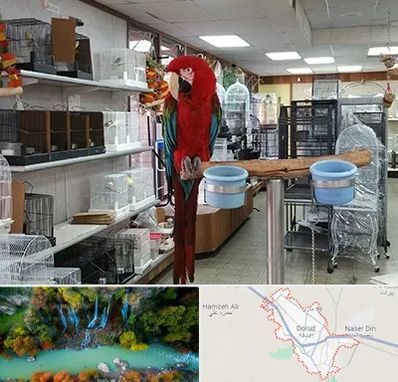 پرنده فروشی در دورود