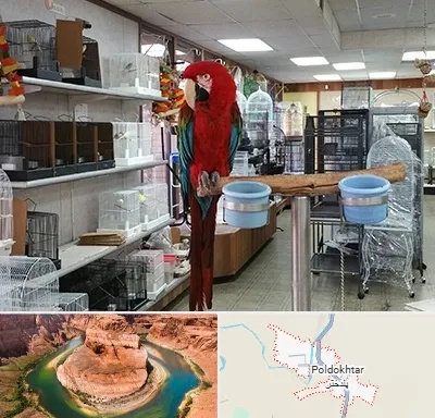پرنده فروشی در پلدختر