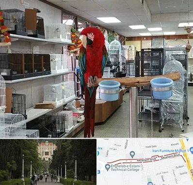 پرنده فروشی در بلوار معلم رشت 