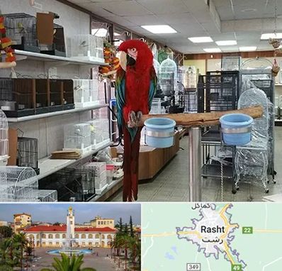 پرنده فروشی در رشت