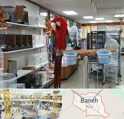 پرنده فروشی در بانه