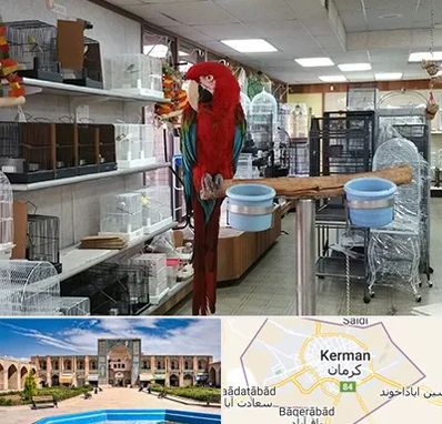 پرنده فروشی در کرمان