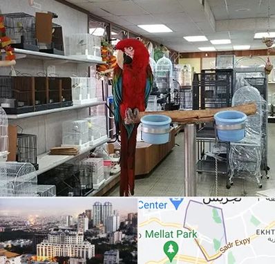 پرنده فروشی در الهیه 