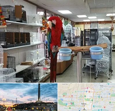 پرنده فروشی در منطقه 2 تهران 