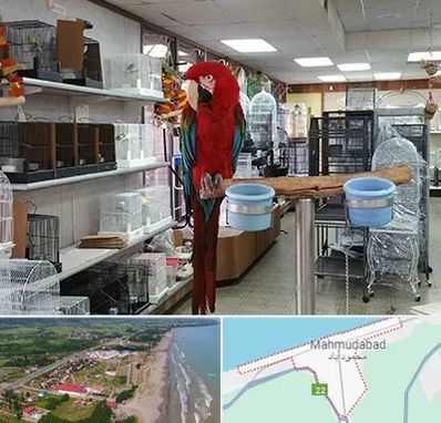 پرنده فروشی در محمودآباد