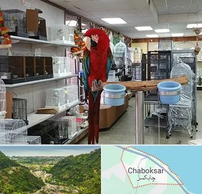 پرنده فروشی در چابکسر