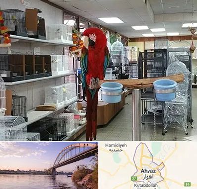 پرنده فروشی در اهواز