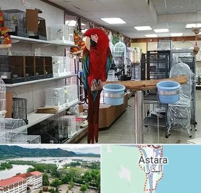 پرنده فروشی در آستارا