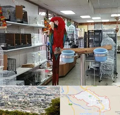 پرنده فروشی در یاسوج