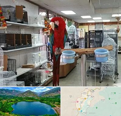 پرنده فروشی در رودبار