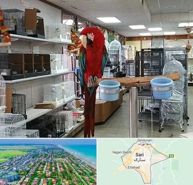 پرنده فروشی در ساری