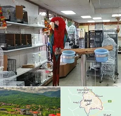 پرنده فروشی در آمل