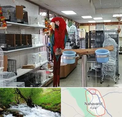 پرنده فروشی در نهاوند