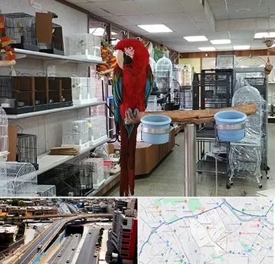 پرنده فروشی در ستارخان شیراز 