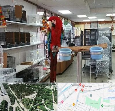 پرنده فروشی در سالاریه قم