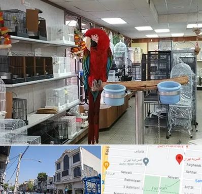 پرنده فروشی در افسریه 