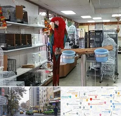 پرنده فروشی در فاطمی 