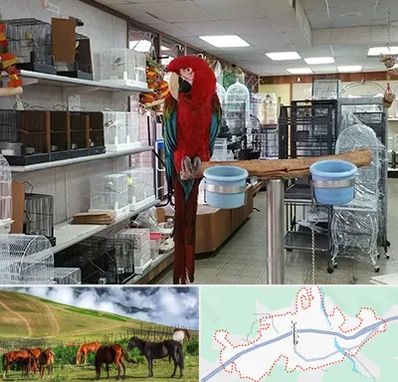 پرنده فروشی در تالش