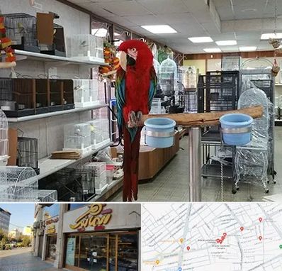 پرنده فروشی در عطاران قم
