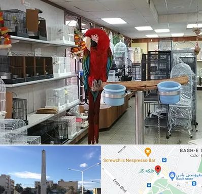 پرنده فروشی در فلکه گاز شیراز