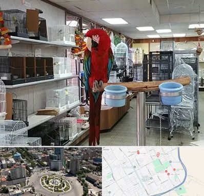 پرنده فروشی در زرافشان اسلامشهر